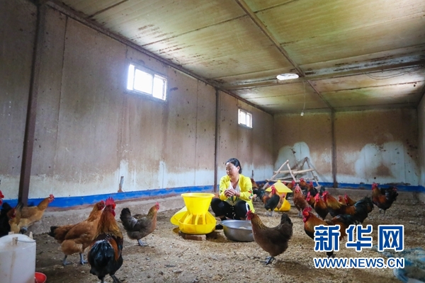 在甘肃省定西市渭源县元古堆村吉庆畜禽养殖专业合作社,村民苏海英在喂鸡(8月22日摄)。新华社记者 马希平 摄