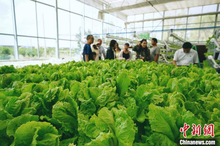 民勤缺水，当地也在探索现代化节水型农业，尽量能将水资源循环利用。殷春永 摄