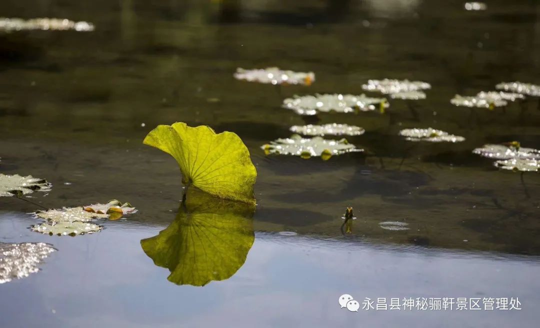 永昌北海子湿地公园今日开园！