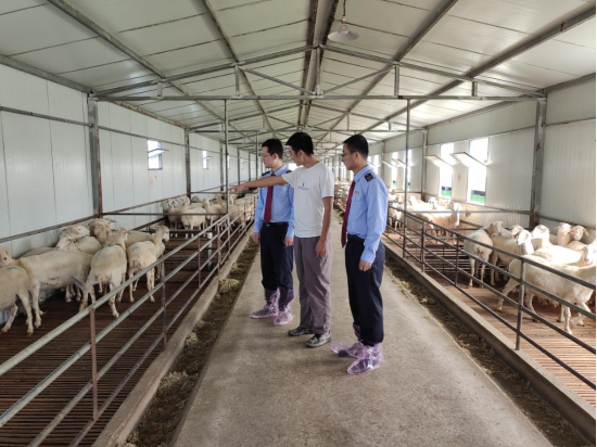 税务干部到中盛羊业有限公司了解肉羊养殖情况