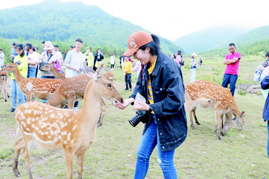 近日,游客在渭源县田家河乡元古堆村与当地放养的梅花鹿零距离接触。