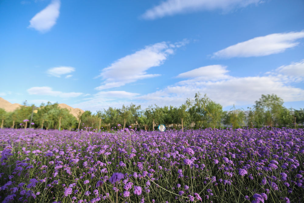 这是8月2日拍摄的甘肃省酒泉市肃北蒙古族自治县紫亭湖生态景区花海 新华社记者 马希平 摄（资料图片）