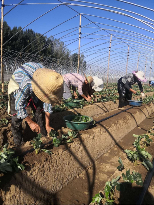 西安高新区庆镇村：500亩草莓基地带动村民增收致富