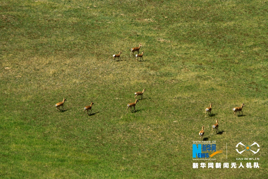 9月10日，甘肃省山丹马场牧草茂盛，成群的普氏原羚在草原上觅食、奔跑。普氏原羚又称黄羊，是国家一级保护动物，曾广泛分布于甘肃、青海、内蒙古、宁夏等省区。近年来，随着生态环境的改善，普氏原羚在山丹马场日渐增多。新华网发（陈礼 摄）