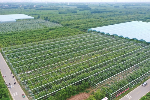 秋来景色新 多彩枣乡美