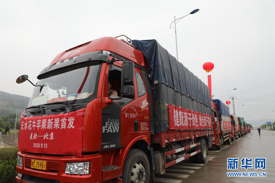 9月13日，天水花牛苹果新果首发至北京、武汉等地。新华网（刘欣瑜 摄）