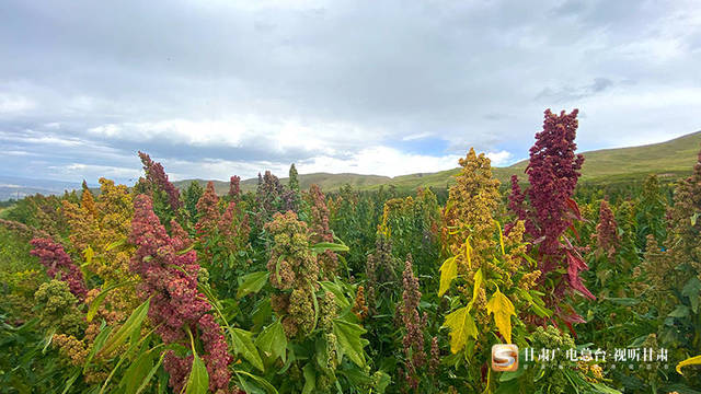 天祝高原藜麦“走俏”市场 撬动扶贫大产业