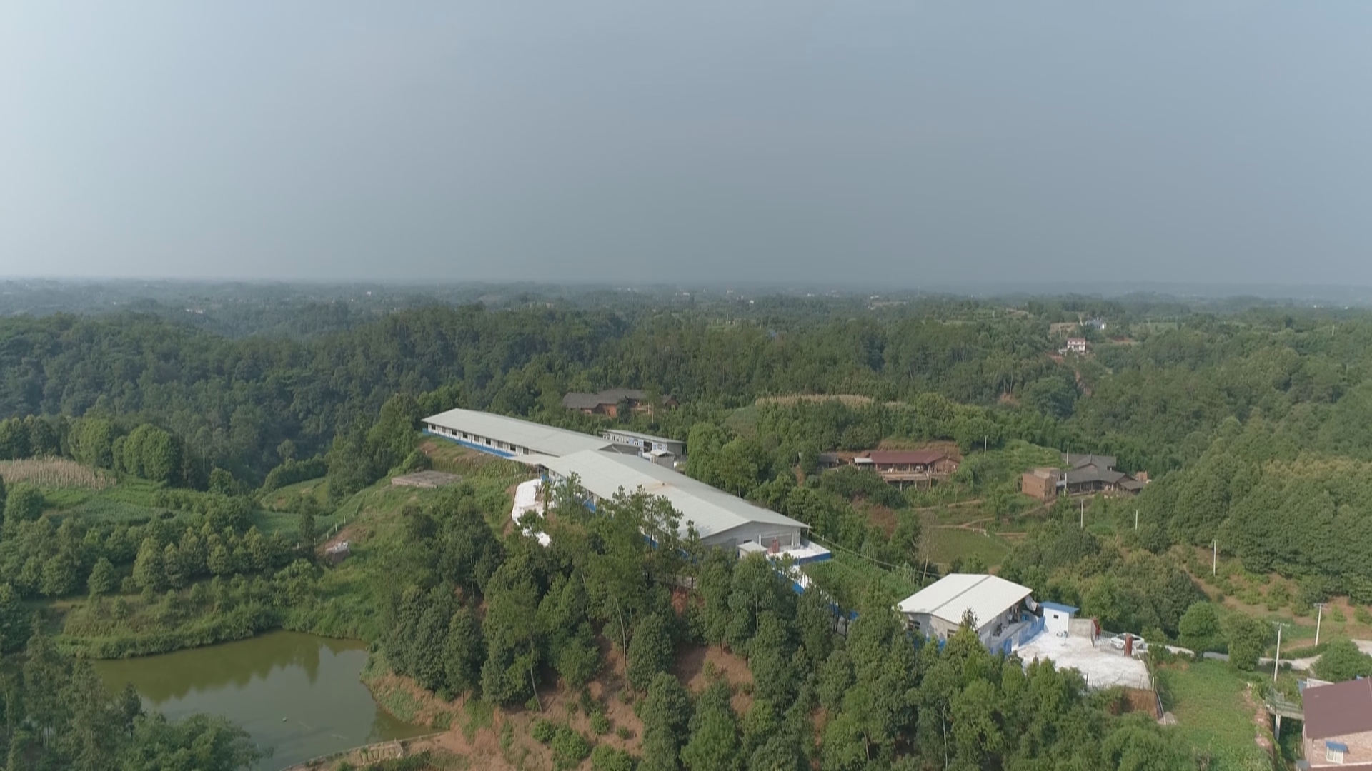 据了解,在这批种猪引进后,叙州区存栏能繁母猪将达5.