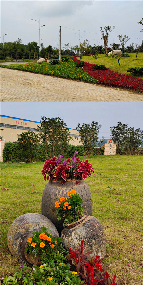 蚌埠市龙子湖区绿化管理所：提升绿化环境 保障创城创卫