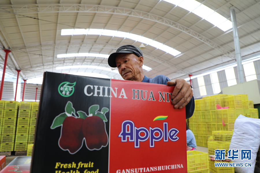 9月13日，工作人员张彦兵在天水市麦积区南山万亩花牛苹果基地内把苹果装箱。新华网（刘欣瑜 摄）