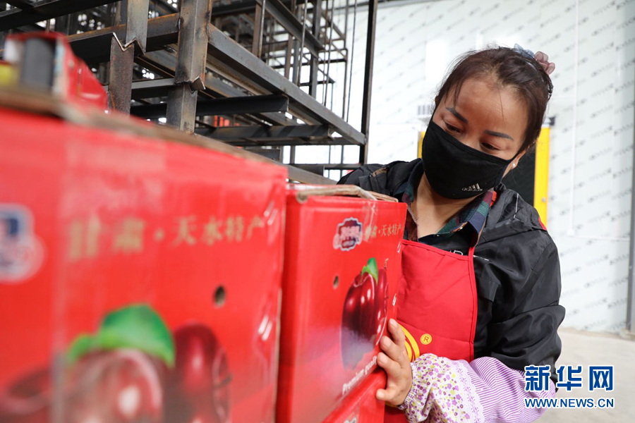 9月13日，工作人员袁溯琴整理装箱后的花牛苹果。新华网（刘欣瑜 摄）