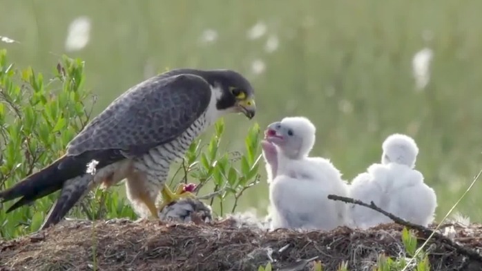 游隼育雏:鸟妈妈总算回来了,三只雏鸟饿得吱吱叫