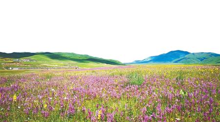 桑科草原 (图片由甘南州文化广电和旅游局提供)