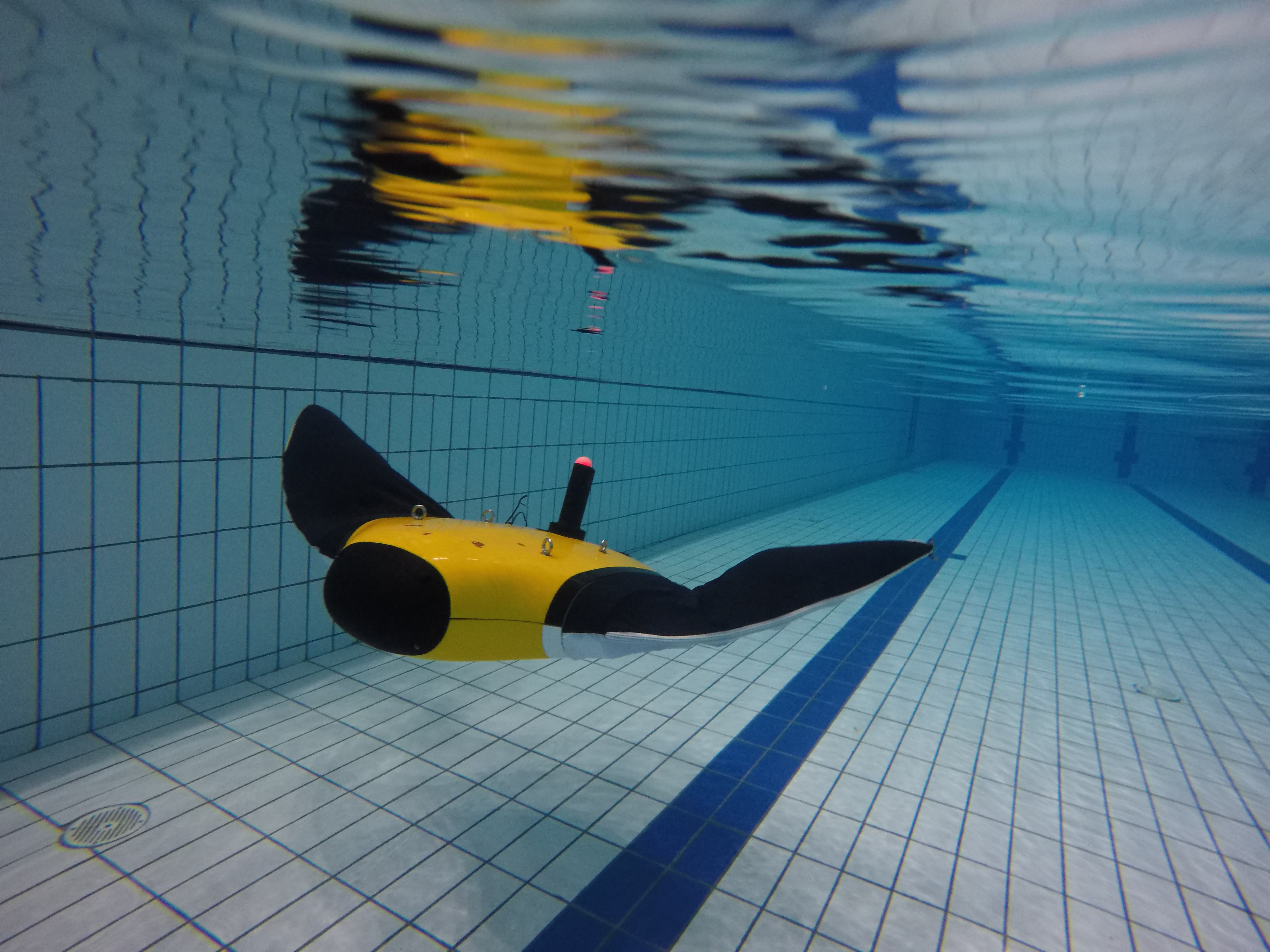 一年从10kg长到了100kg西工大魔鬼鱼群游四海