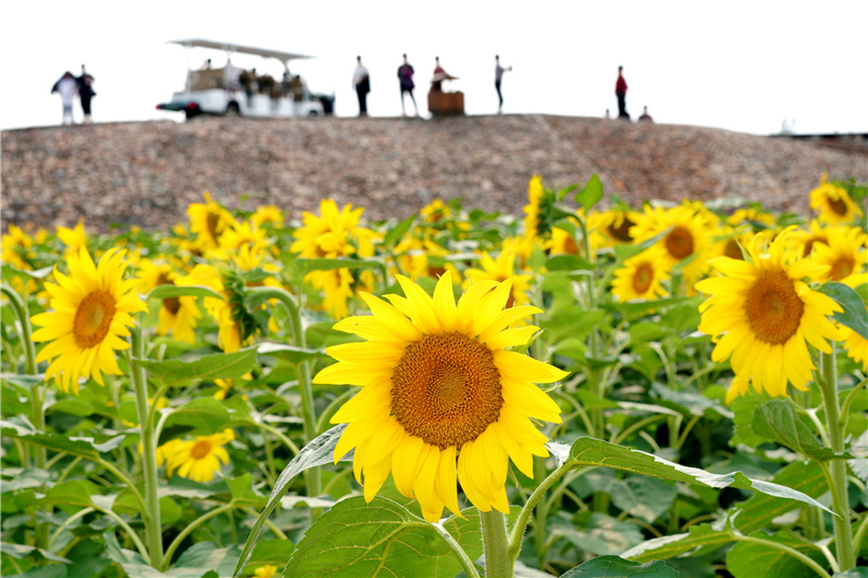 9月15日，游客在河北省沙河市红薯岭农业种植基地观赏油葵。