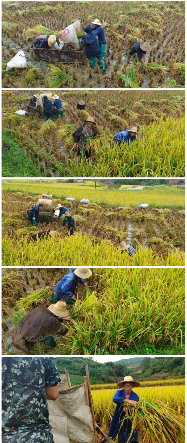 巫山乡村田间实拍:打谷子凤凰网重庆_凤凰网