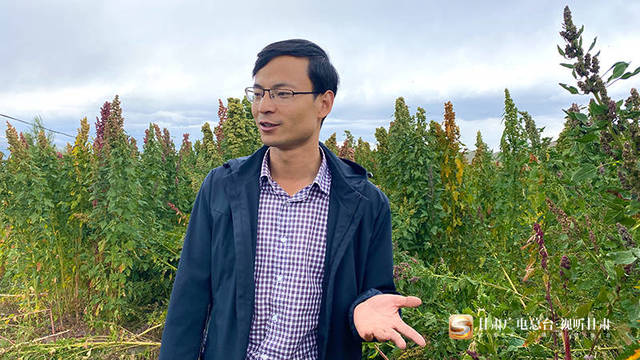 天祝高原藜麦“走俏”市场 撬动扶贫大产业