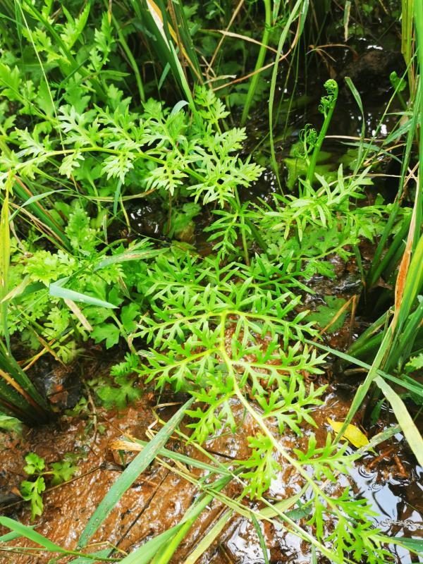 神奇 合肥惊现濒危野生植物 水蕨 凤凰网