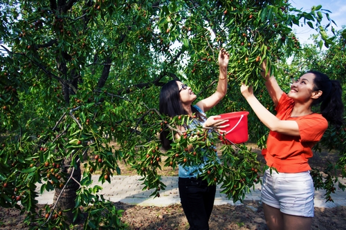 秋来景色新 多彩枣乡美