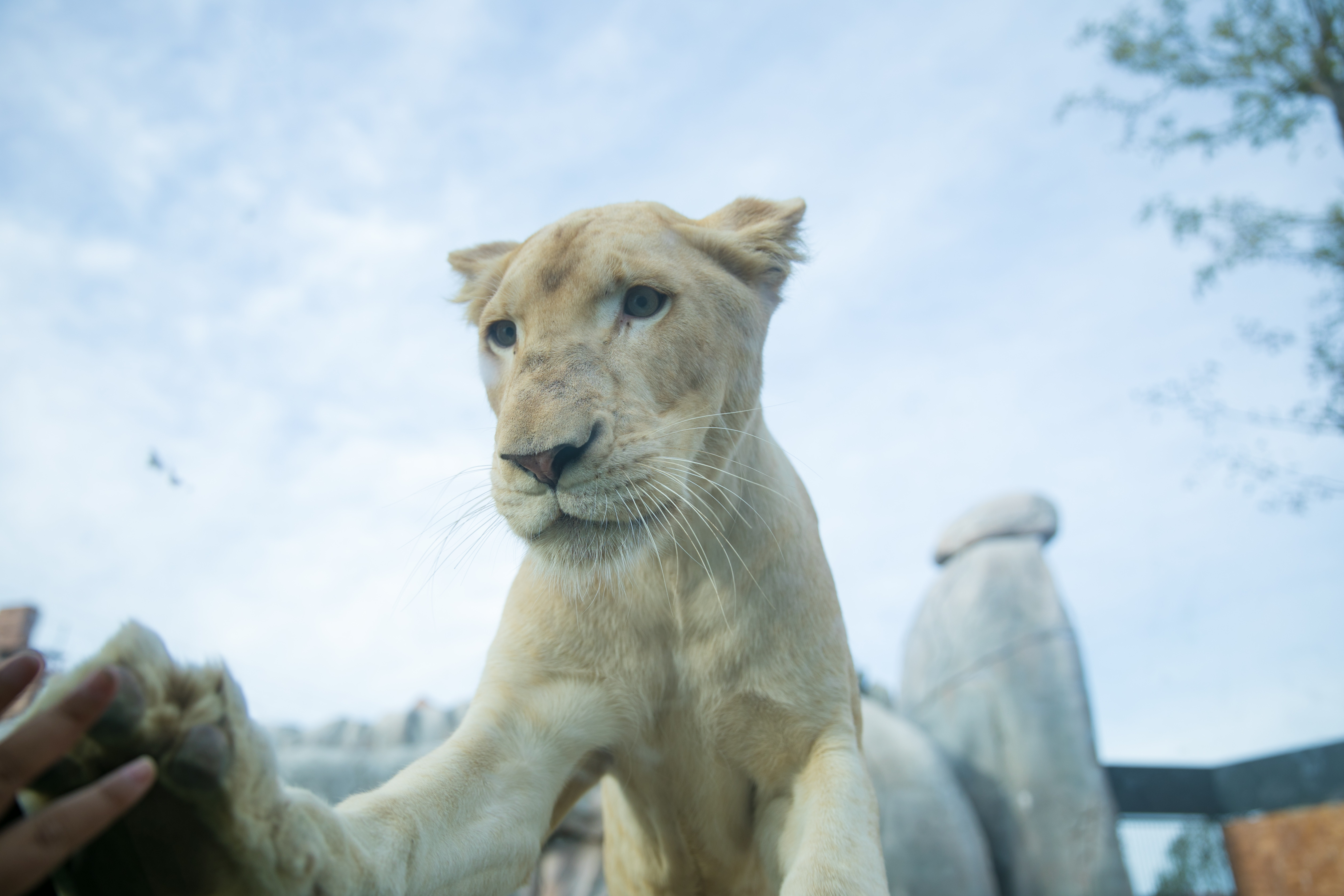 泉城欧乐堡动物王国9月16日开园啦！山东再添亲子遛娃好去处！