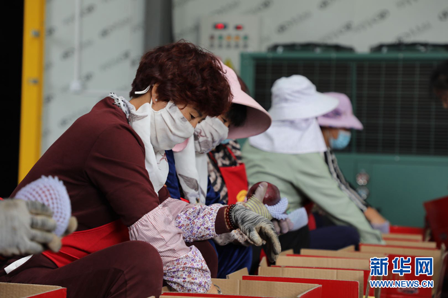 9月13日，工作人员在天水市麦积区鑫田果品种植农民专业合作社仓储保鲜库内分拣花牛苹果。新华网（刘欣瑜 摄）
