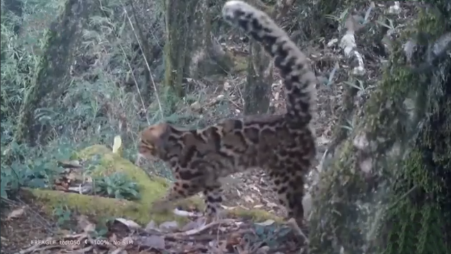云南保山拍到珍稀野生动物云猫:浑身斑点 顽皮可爱_凤凰网