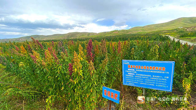 天祝高原藜麦“走俏”市场 撬动扶贫大产业