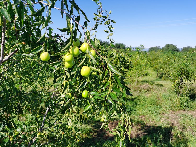 旅发时间 | 赞皇县龙栖湾生态园打造田园综合体全域旅游新业态