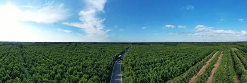 秋来景色新 多彩枣乡美