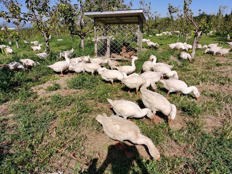 旅发时间 | 赞皇县龙栖湾生态园打造田园综合体全域旅游新业态