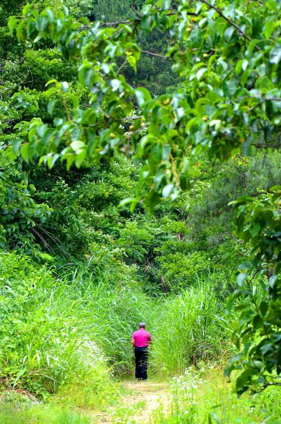 浙中大花园守绿者20年默默种植绿色希望