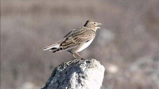 百灵鸟在户外大叫显得格外美