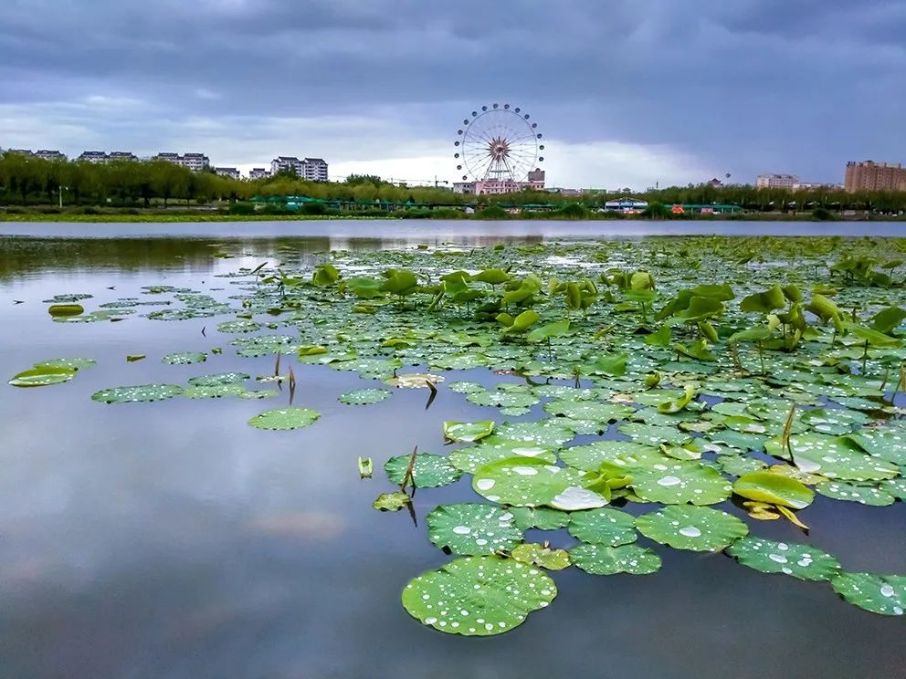 漠漠水田白鹭飞 又闻“江南”芦笛声
