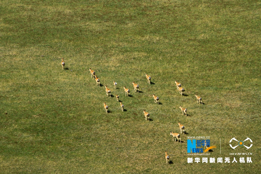 风吹草低见黄羊 普氏原羚组团“打卡”山丹马场