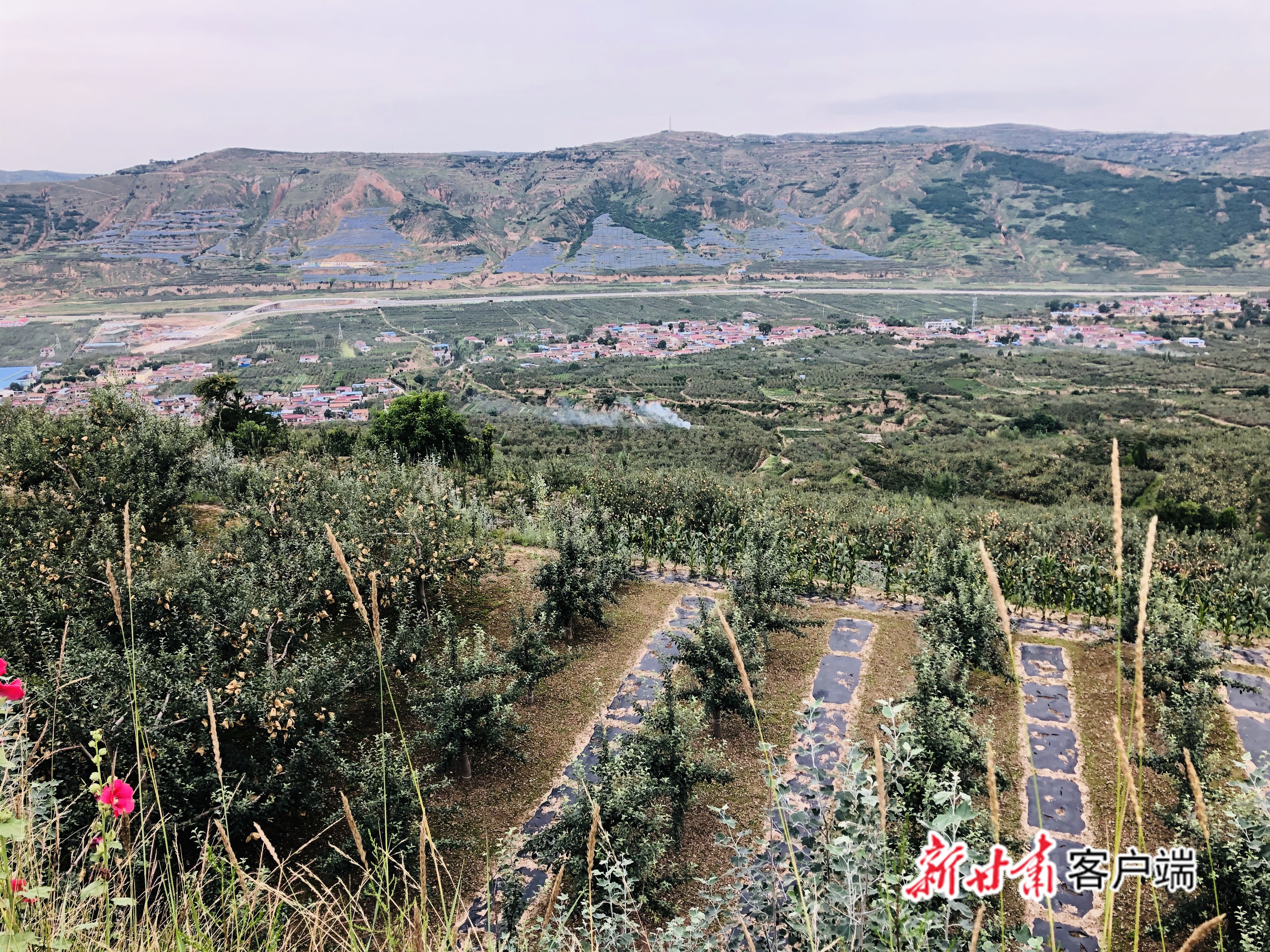 站在庄浪县万泉镇邵坪村高邵塬顶俯瞰,梯田层层叠叠,果树成行成带,风