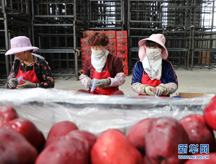 9月13日，工作人员进行花牛苹果分拣作业。新华网（刘欣瑜 摄）