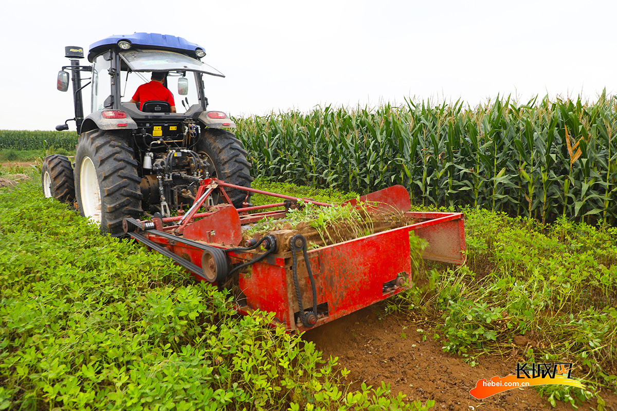9月13日,唐山市丰润区沙流河镇杨家屯村的农民使用机械收获花生.