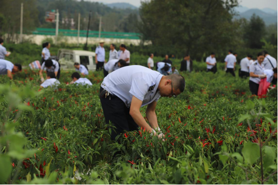 税务干部帮农户采摘辣椒