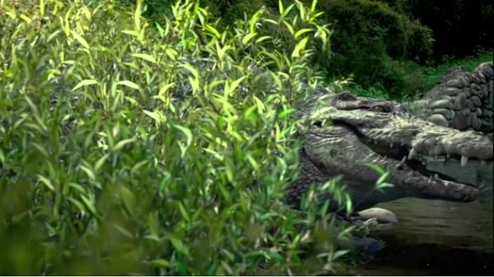百万巨鳄：一群毛孩在河边洗澡，不料身后竟出现了一只大鳄鱼！_凤凰网视频_凤凰网