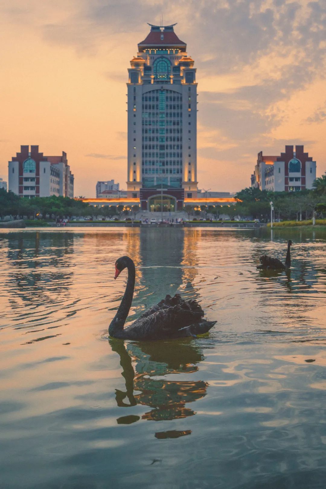 ▲ 厦门大学芙蓉湖中的黑天鹅。摄影/潘建鹏
