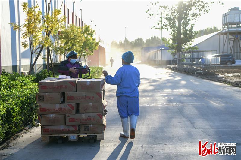 2020年9月17日,河北肃宁县的河北东风养殖公司,工人正在运输成品鸭胚。