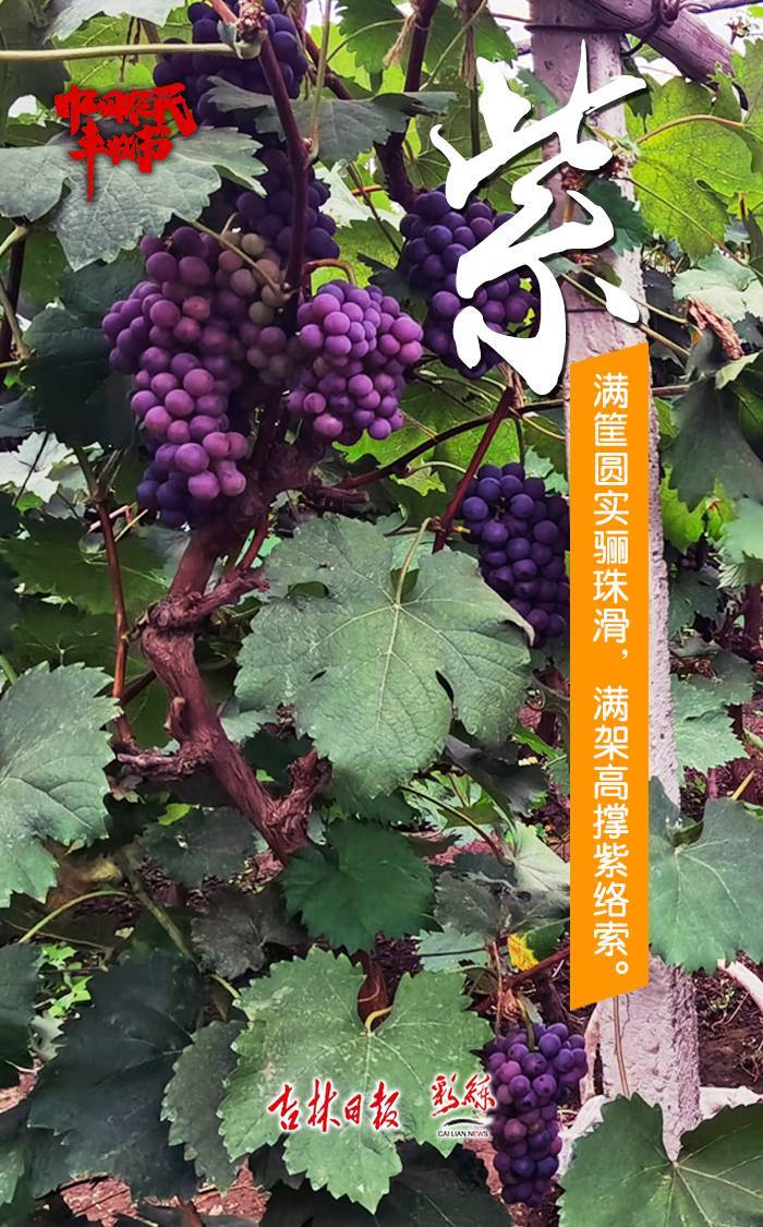 赤橙黄绿青蓝紫，这就是丰收的颜色！