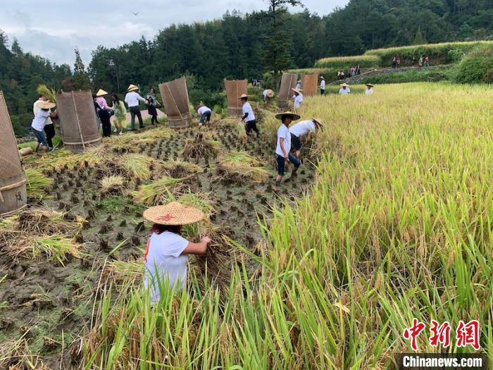 村民正在收割稻谷 奚金燕 摄