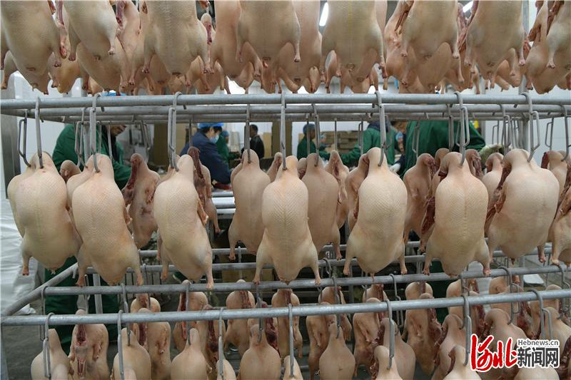 2020年9月17日,河北肃宁县的河北东风养殖公司的Z型北京鸭加工车间。