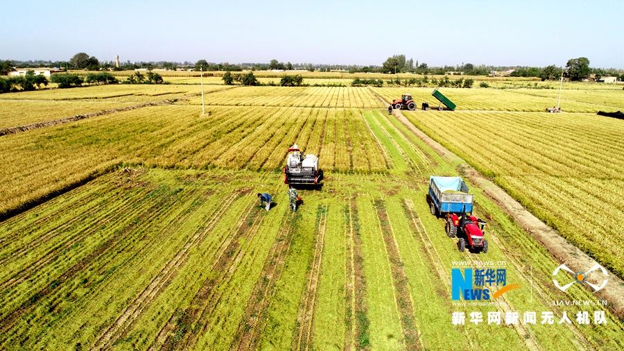 &nbsp;&nbsp;&nbsp;&nbsp;秋风送爽，稻谷飘香。近日，在甘肃省张掖市甘州区乌江镇大湾村2000亩旱稻种植基地，成片的稻谷已经成熟，放眼望去金灿灿一片。目前，张掖旱稻进入全面收割期，预计在10月初收割完毕。新华网发 郑旺 摄