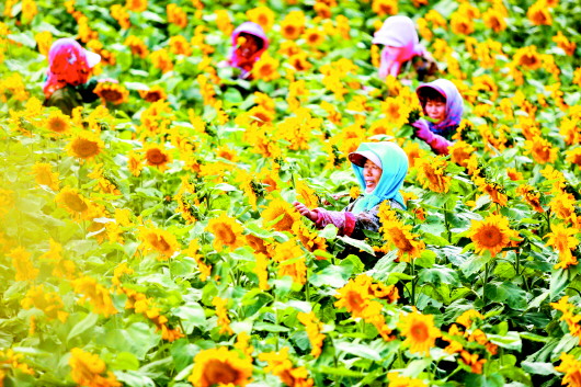 肃州区银达镇制种基地劳作的农户 侯崇慧 摄