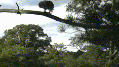 吓人！红尾鹰遭拍摄暴怒 一个飞扑撞毁无人机