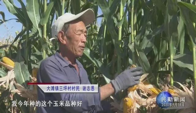 民勤逾27万亩玉米喜获丰收