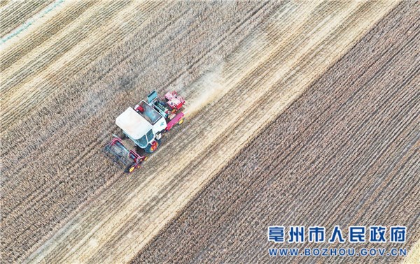 今年午收期间，谯城区赵桥乡赵桥村农民驾驶收割机在田间收割小麦 张延林 摄