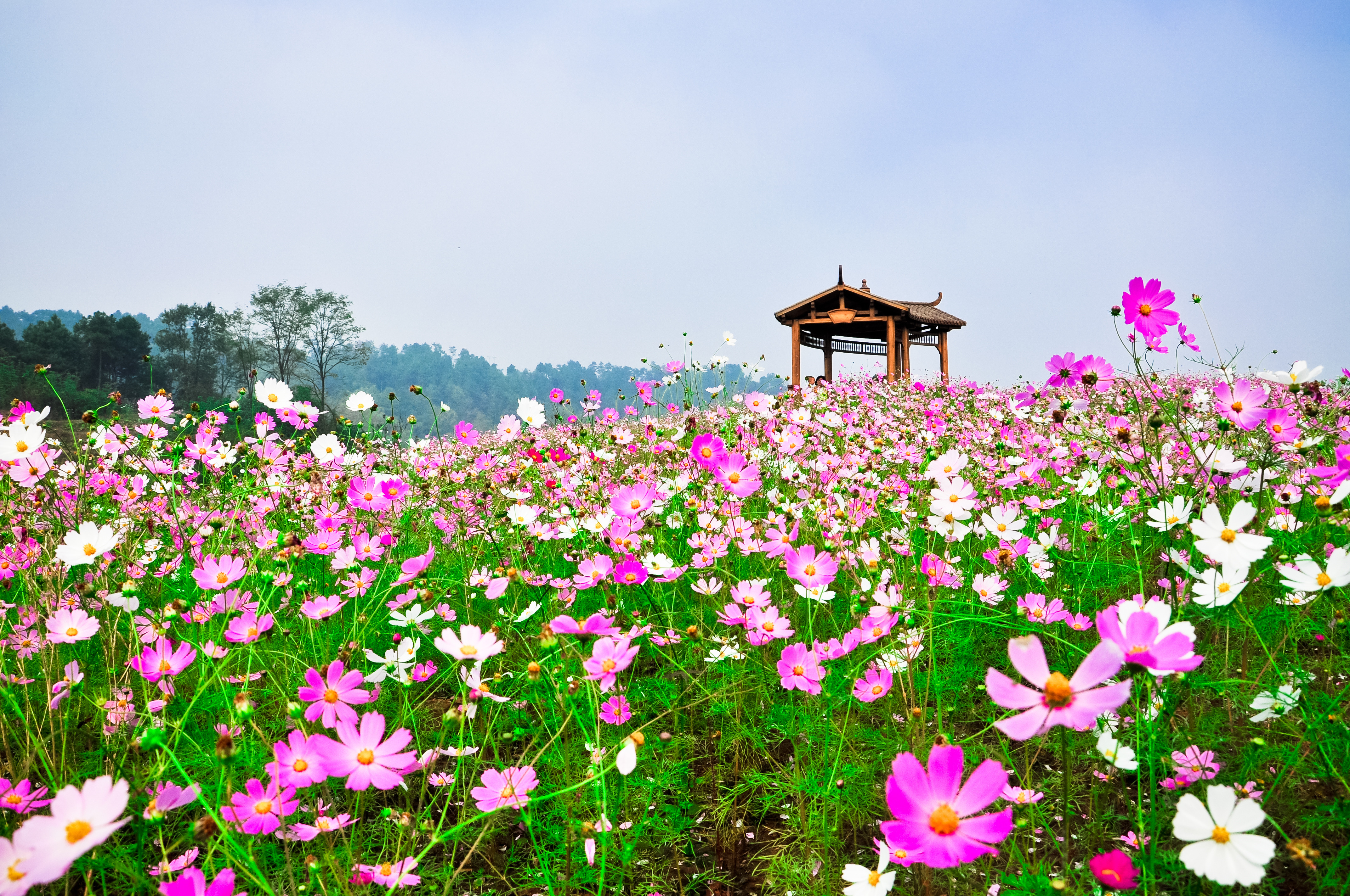 （天坪山格桑花）